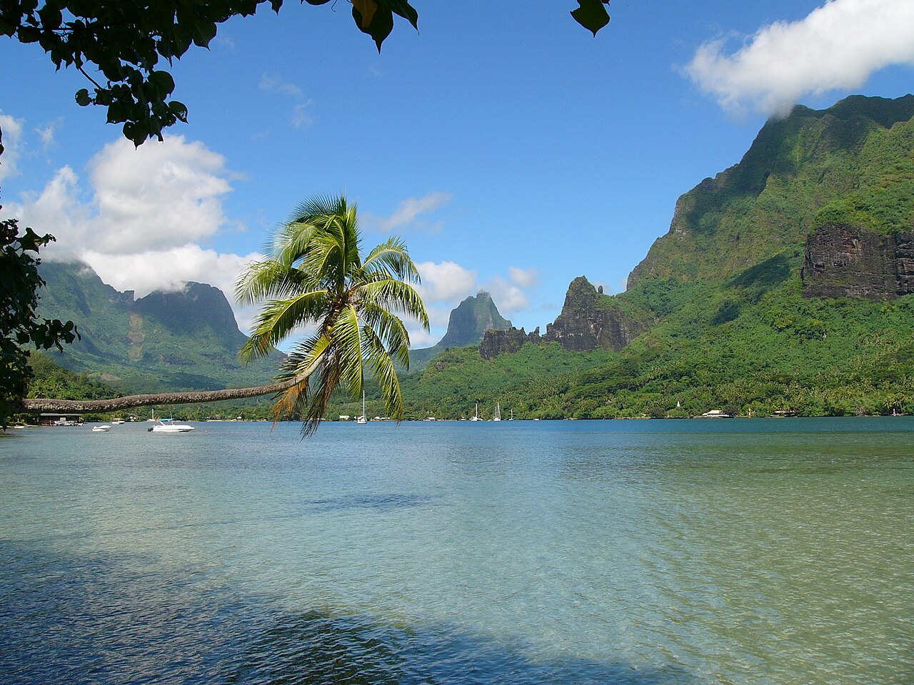 Un cocotier penché au-dessus du lagon de la baie de Cook à Moorea, entouré de montagnes vertes